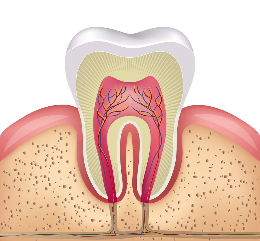 Root Canal Therapy in Monrovia, New Market, Damascus, Mt. Airy & Urbana